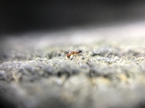 Pine Tree Acrobat Ant photo 3