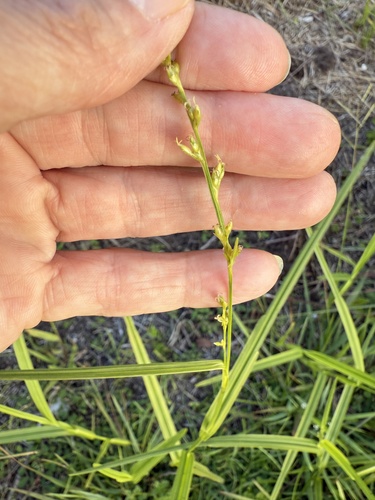 Scleria testacea observed 2025-07-04