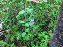 Viola silicestris
