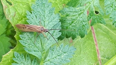 Limnephilus fuscinervis