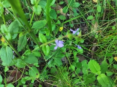 Viola silicestris