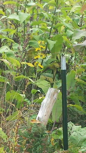 Inula racemosa (Inula racemosa)
