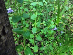 Viola silicestris