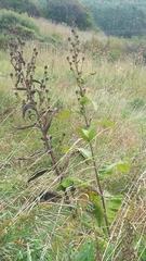 Inula racemosa
