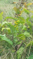 Inula racemosa