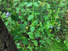 Viola silicestris