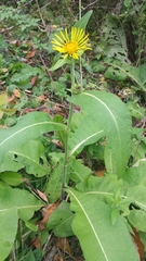 Inula racemosa