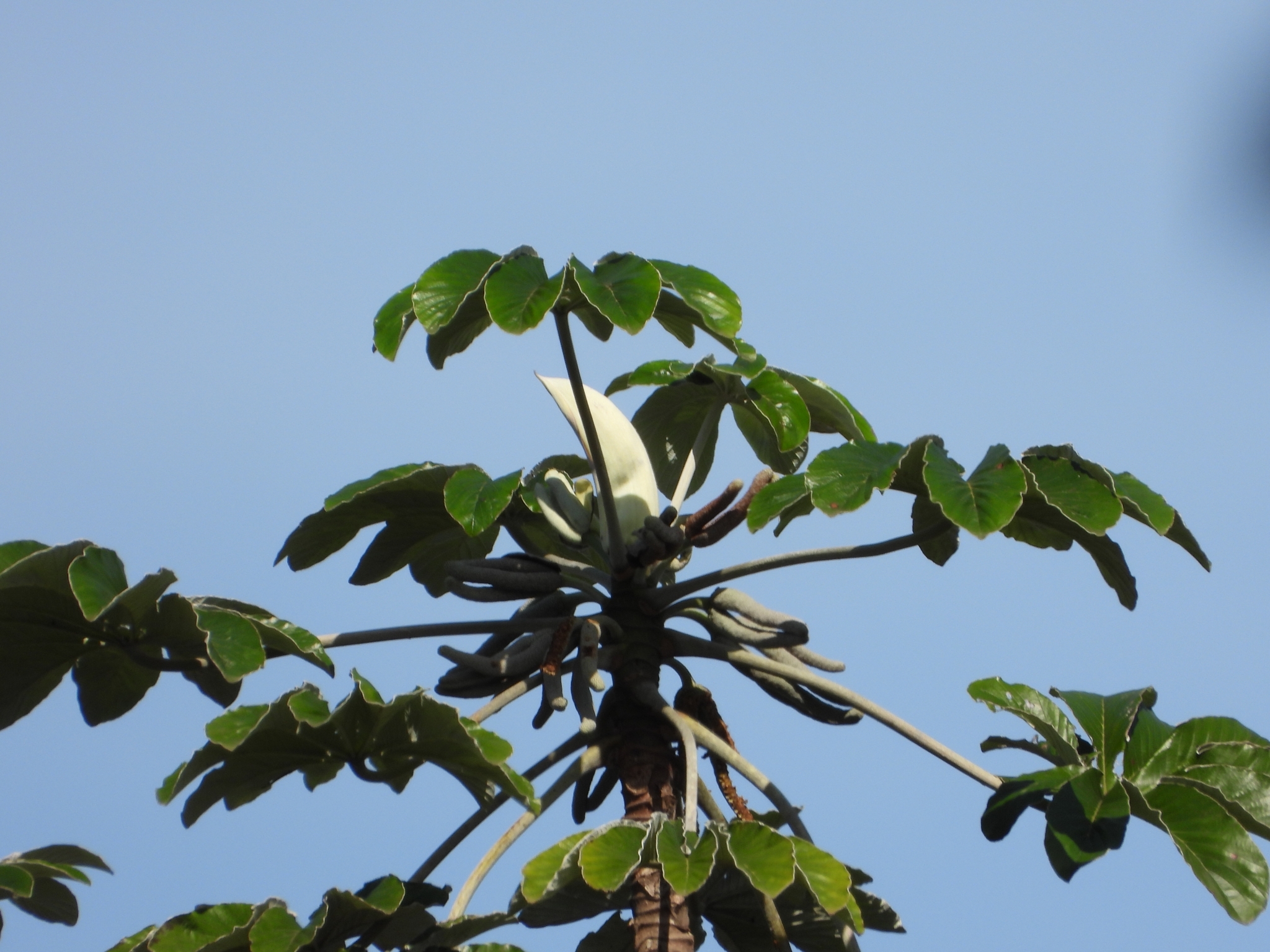 Cecropia pachystachya