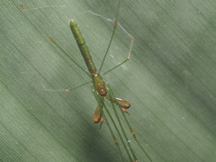 Tetragnatha hasselti