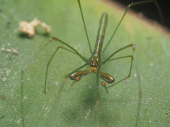 Tetragnatha hasselti