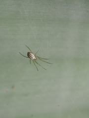 Nephila pilipes