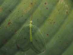 Apochrysa evanida