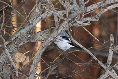 Pyrrhula pyrrhula cineracea