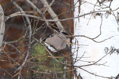 Pyrrhula pyrrhula cineracea