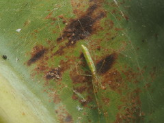 Tetragnatha hasselti