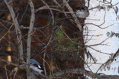 Pyrrhula pyrrhula cineracea