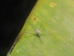 Hygropoda