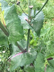 Sonchus oleraceus