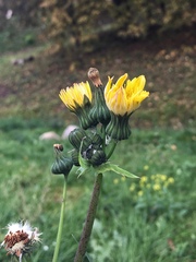 Sonchus oleraceus