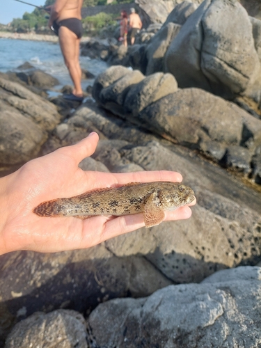 Gobius cobitis
