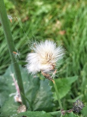 Sonchus oleraceus