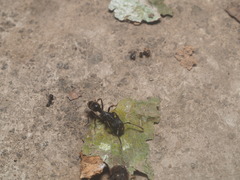 Odontoponera transversa