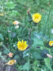 Sonchus oleraceus