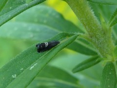 Grapholita interstinctana