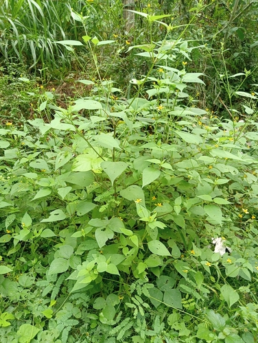 Baltimora recta