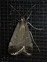 Tathorhynchus fallax