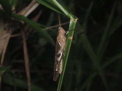 Stenocatantops cornelii