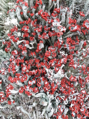 Cladonia polydactyla