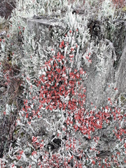 Cladonia polydactyla