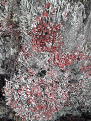 Cladonia polydactyla