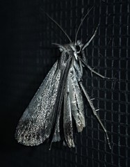 Tathorhynchus fallax