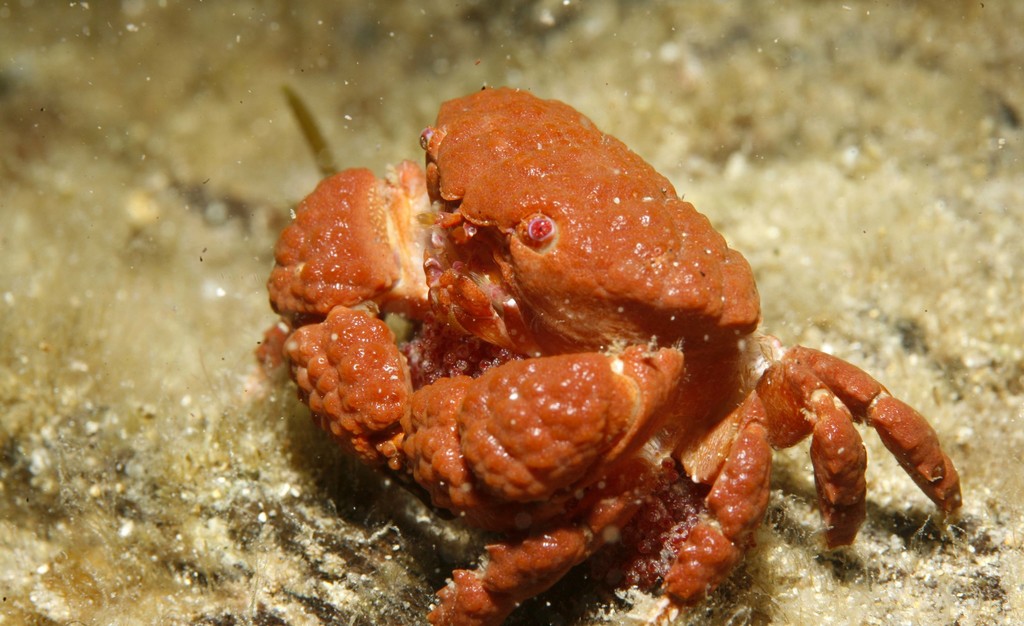 Facetted crab