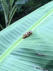 Hyperolius glandicolor