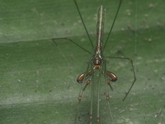Tetragnatha hasselti