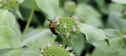 Bordered Wedge-shaped Beetle photo 5