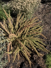 Halogeton
