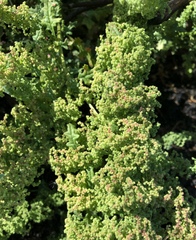 Halogeton