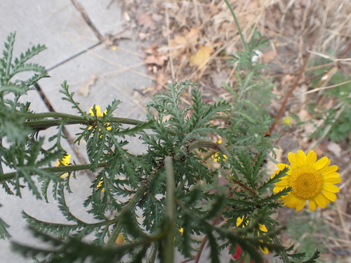 Cota tinctoria