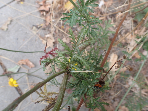 Cota tinctoria