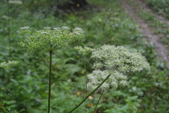 Angelica sylvestris