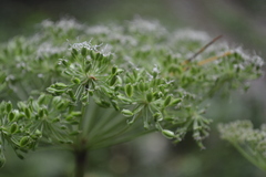 Angelica sylvestris