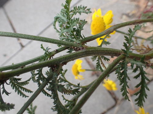 Cota tinctoria