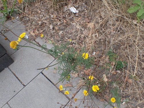 Cota tinctoria