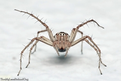 Oxyopes javanus