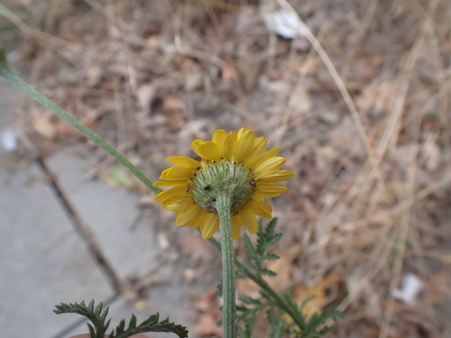 Cota tinctoria