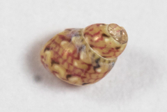 Eulithidium pulloides